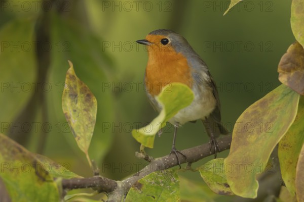 European Robin (Erithacus rubecula) adult garden bird in a Magnolia tree with autumn colour leaves, England, United Kingdom
