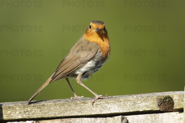 European Robin (Erithacus rubecula) adult garden bird on a wooden fence in spring, England, United Kingdom