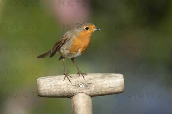 European Robin (Erithacus rubecula) adult garden bird on a fork handle in spring, England, United Kingdom