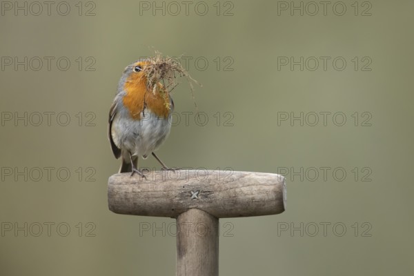 European Robin (Erithacus rubecula) adult garden bird on a fork handle with nesting material in its beak in spring, England, United Kingdom