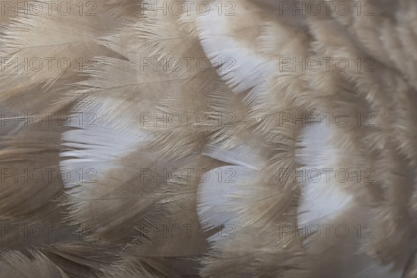 Mute swan (Cygnus olor) juvenile young cygnet bird close up of the detail of its wing feathers, England, United Kingdom
