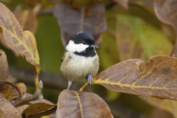 Coal tit (Periparus ater) adult garden bird in a Magnolia tree with autumn colour leaves, England, United Kingdom