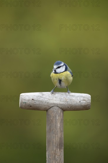 Blue tit (Cyanistes caeruleus) adult garden bird on a fork handle, England, United Kingdom