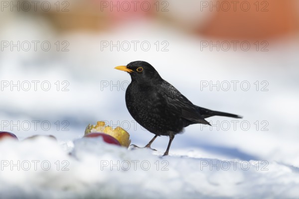 Eurasian blackbird (Turdus merula) adult male garden bird feeding on fruit on a snow covered grass lawn in winter, England, United Kingdom