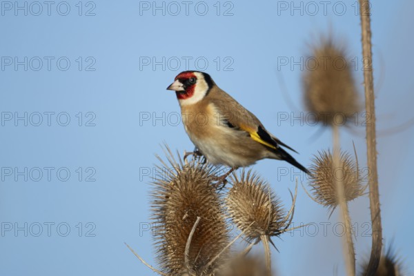 European goldfinch (Carduelis carduelis) adult garden bird on a Teasel seedhead in winter, England, United Kingdom