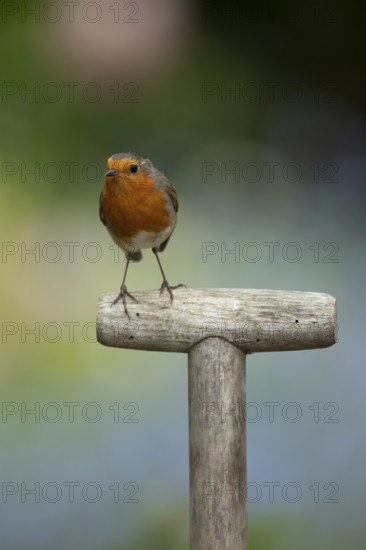 European Robin (Erithacus rubecula) adult garden bird on a fork handle in spring, England, United Kingdom