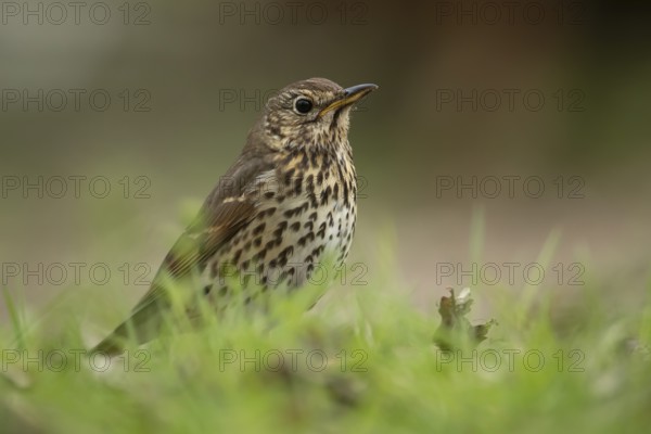 Song thrush (Turdus philomelos) adult bird in grassland in spring, England, United Kingdom