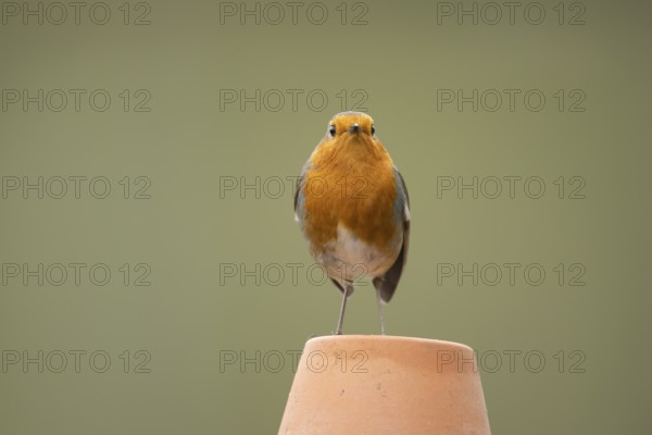 European Robin (Erithacus rubecula) adult garden bird on a flower pot, England, United Kingdom