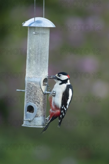 Great spotted woodpecker (Dendrocopos major) adult garden bird feeding on sunflower seed hearts from a bird feeder in spring, England, United Kingdom