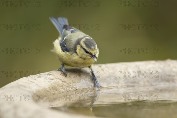 Blue tit (Cyanistes caeruleus) adult garden bird on a bird bath in summer, England, United Kingdom