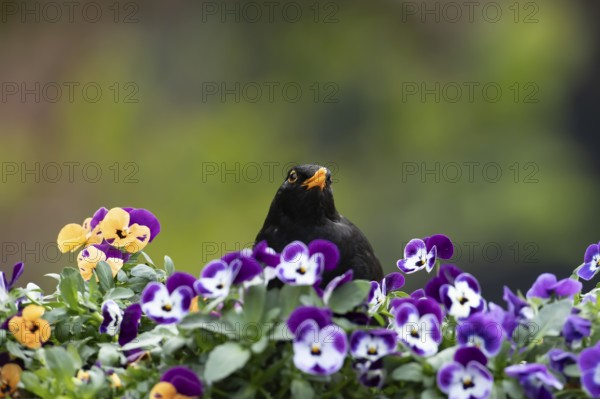 Eurasian blackbird (Turdus merula) adult male garden bird on a flower pot with Pansy and Viola flowers in spring, England, United Kingdom