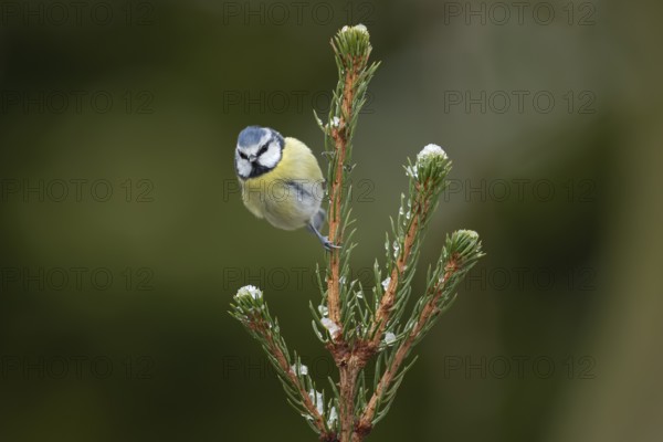Blue tit (Cyanistes caeruleus) adult garden bird on a Christmas spruce tree in winter, England, United Kingdom