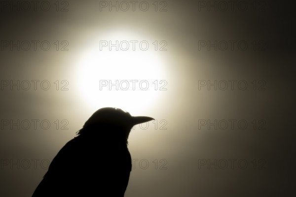 Eurasian blackbird (Turdus merula) silhouette of an adult garden bird head portrait at sunrise, England, United Kingdom