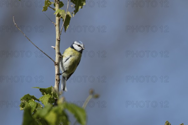 Blue tit (Cyanistes caeruleus) adult garden bird on a tree branch, England, United Kingdom