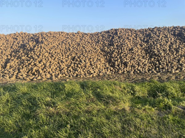 Agriculture, sugar beet storage in the field, Mecklenburg-Western Pomerania, Western Pomerania Lagoon Area, Germany
