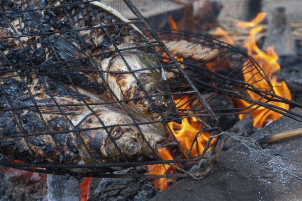 Preparing and grilling Masgouf over an open fire in the southern marshes of Iraq, fish cooked over an open fire is the most popular food in Iraq, Middle East
