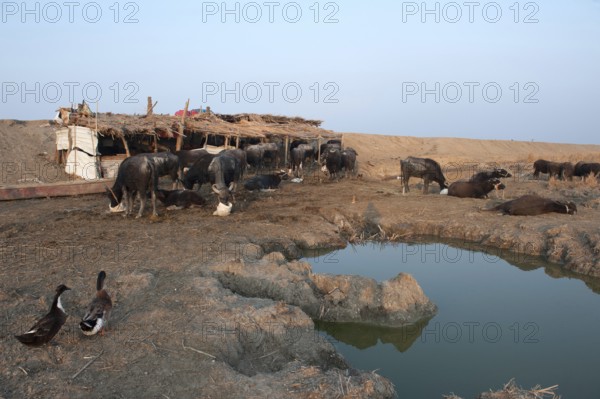 An Iraqi buffalo farm in the Marshes of Southern Iraq, the buffalo are underweight due to drought caused by climate change, Middle East
