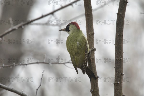 Green woodpecker on a tree in a park. Krasnodar. Russia