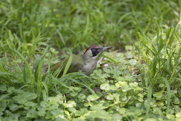 Green woodpecker in a grass. Krasnodar. Russia