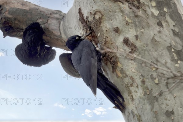 Black woodpecker on a tree in a park. Krasnodar. Russia