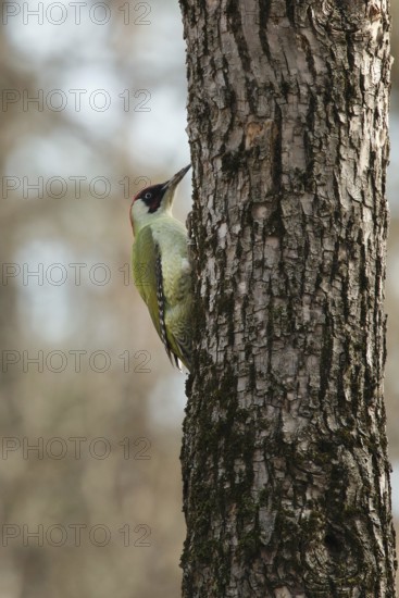 Green woodpecker on a tree in a park. Krasnodar. Russia