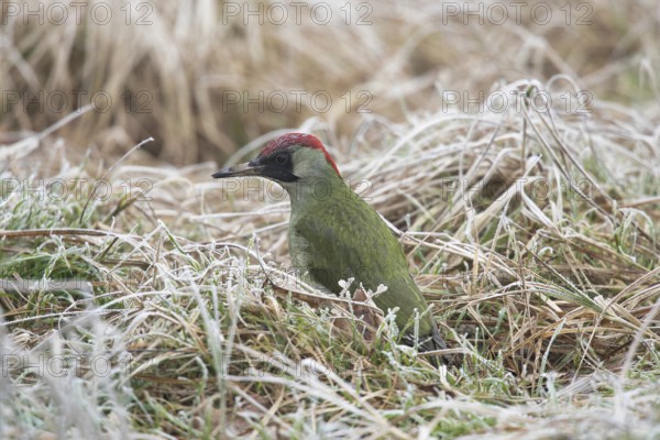 Green woodpecker in the winter grass. Krasnodar. Russia