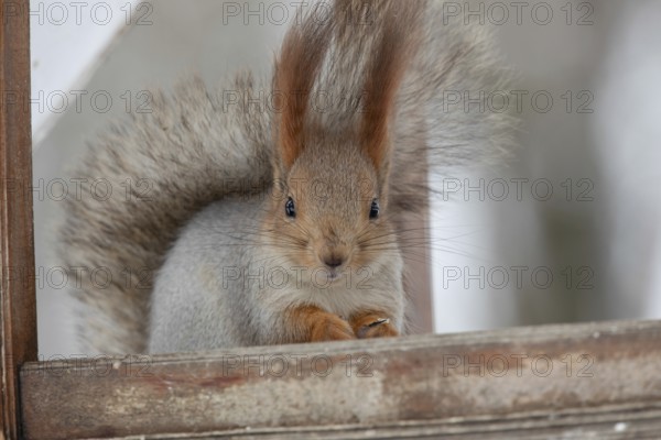 Squirrel in a park. Krasnodar. Russia
