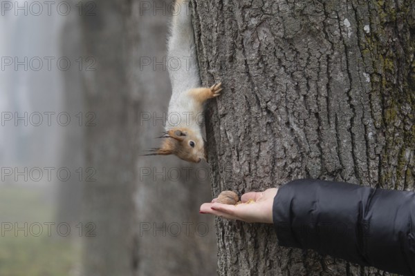 Squirrel and nut. Krasnodar. Russia