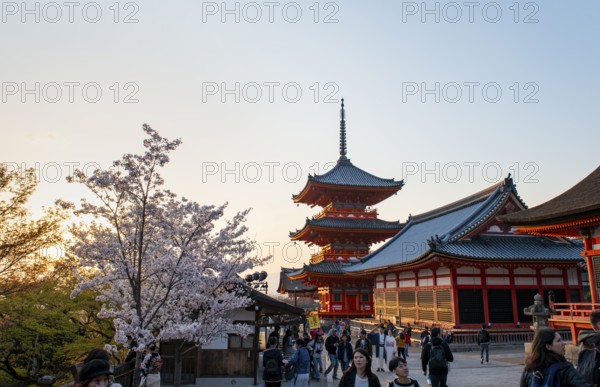 Sanjunoto Pagoda and Kyodo Hall in the evening light, blooming cherry tree, Kiyomizu-dera temple, atmospheric, Buddhist temple complex, Higashiyama, Kyoto