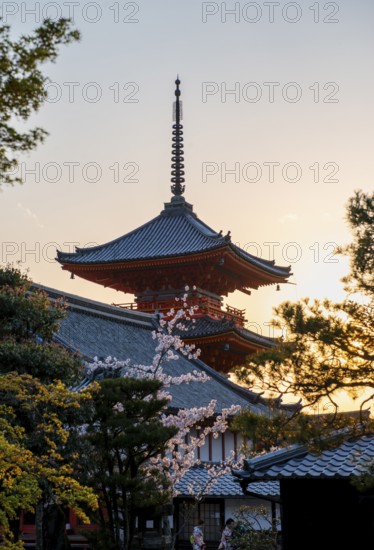 Sanjunoto Pagoda, blossoming cherry tree and trees in a garden in spring, Kiyomizu-dera temple, atmospheric evening light, Buddhist temple complex, Higashiyama, Kyoto