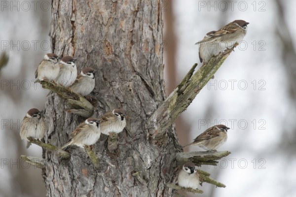 Sparrows on a branch in winter park. Krasnodar. Russia