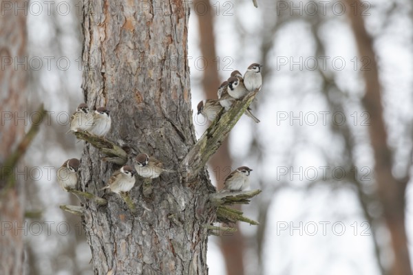 Sparrows on a branch in winter park> Krasnodar. Russia