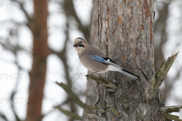 Jay in a park. Krasnodar. Russia