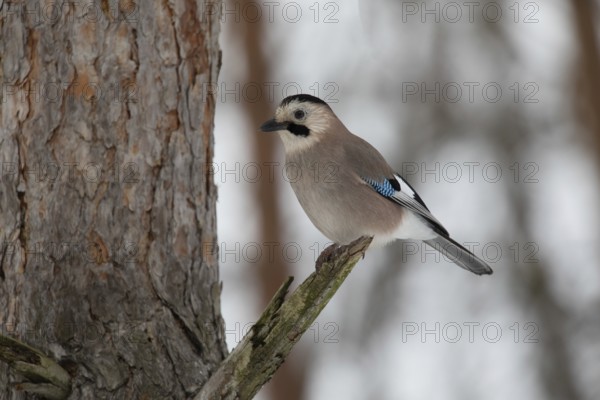 Jay (Garrulus glandarius) in a park. Krasnodar. Russia