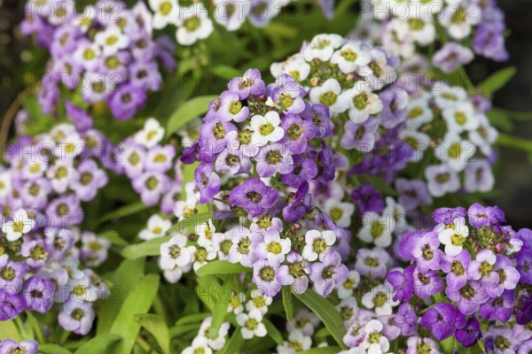 Alyssum lobularia flower. Krasnodar. Russia
