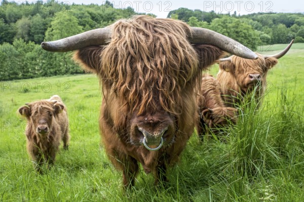Highland cattle, Highland Cattle or Kyloe (Bos primigenius f. taurus), bull with nose ring, shaggy coat, covered eyes, calves, cow, herd grazing on pasture, high lush grass, Nidda, Wetterau, Hesse, Germany
