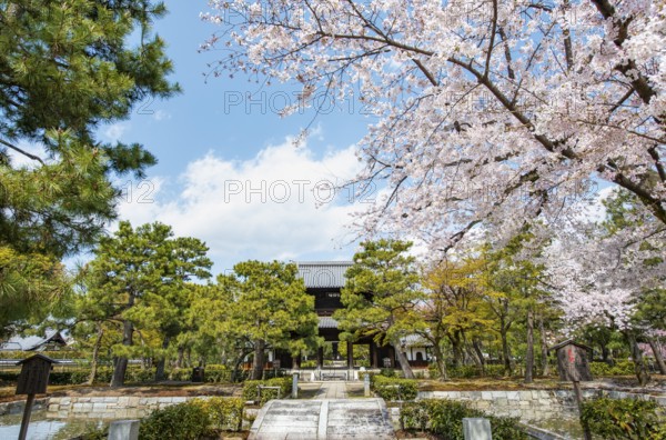 Sammon or Bogetsuro Gate with cherry blossoms, entrance to Kennin-ji Zen Buddhist Temple, Higashiyama, Kyoto, Japan