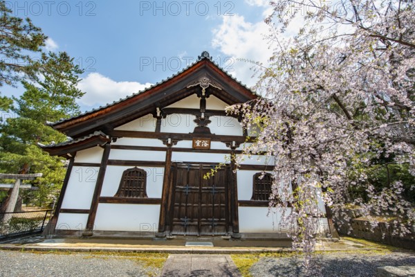 Cherry Blossom, Kennin-ji Temple Complex, Buddhist Temple, Kyoto, Japan
