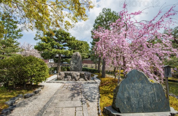 Tea Memorial and Blooming Cherry Tree, Kennin-ji Temple Complex, Buddhist Temple, Kyoto, Japan