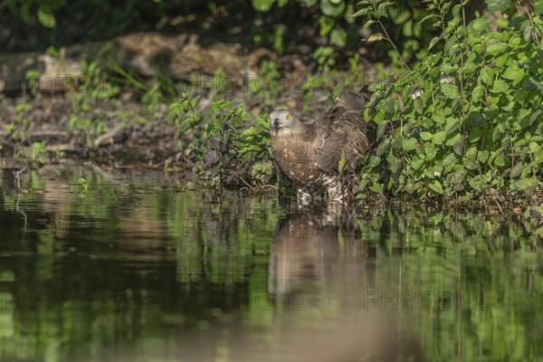 Honey buzzard (Pernis apivorus) - The European honey buzzard observes its surroundings by staying by the water. It sits among green plants and is still in daylight. Bas Rhin, Alsace, France