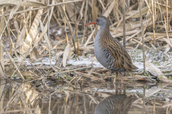 Water rail (Rallus aquaticus) walks along a branch at the water's edge in the moor. The sun clears the landscape and birds search for food. Bas Rhin, Alsace, France