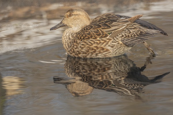 Female Duck Eurasian Tealswim (Anas crecca) sits on the water and observes her surroundings. The reflection of her body is visible on the surface of the water. It is cold and the day is getting dark. Bas Rhin, Alsace, France
