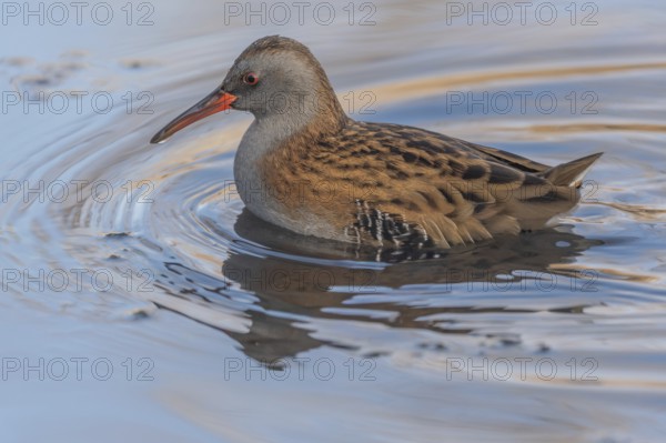 Water Rail (Rallus aquaticus) runs along the water's edge in a moor. The sun illuminates the landscape and birds search for food. Bas Rhin, Alsace, France