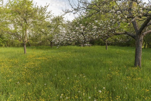 Fruit trees are in an orchard in France in spring. White flowers bloom while green grasses grow all around. A nice day starts here. Bas Rhin, Alsace, France