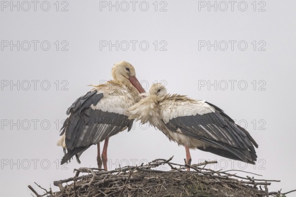 Two white storks (ciconia ciconia) are on a large nest at the top of a tree. They are looking at each other. The sky is cloudy and it looks like it will rain soon. Bas Rhin, Alsace, France