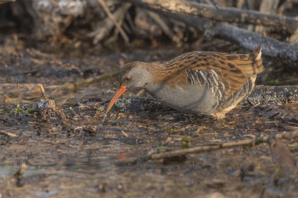 Water rail (Rallus aquaticus) walks along a branch at the edge of the water in the moor. The sun clears the landscape and birds search for food. Bas Rhin, Alsace, France