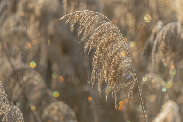 Reed-type plant stands in field. In the morning, the light shimmers on the leaves of the plant. Colors sparkle in the background. Bas Rhin, Alsace, France