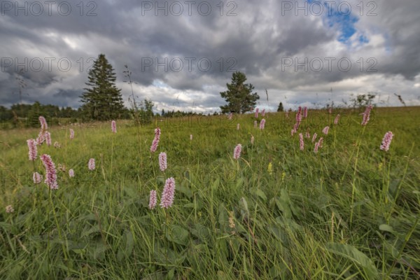 Pink flowers grow in green field. The sky is covered with clouds. Some trees can be seen in the distance. It is almost dark. Champs du feu, Bas Rhin, Alsace, France