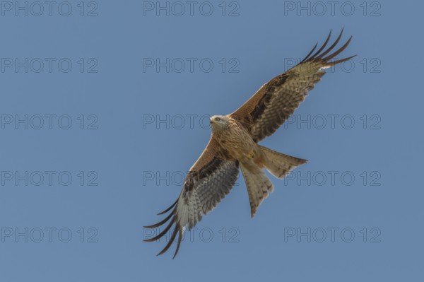 Red kite (Milvus milvus) - Red kite soaring its wings into the blue sky. The bird searches for its prey from above. It is in full flight in the middle of the day. Bas Rhin, Alsace, France