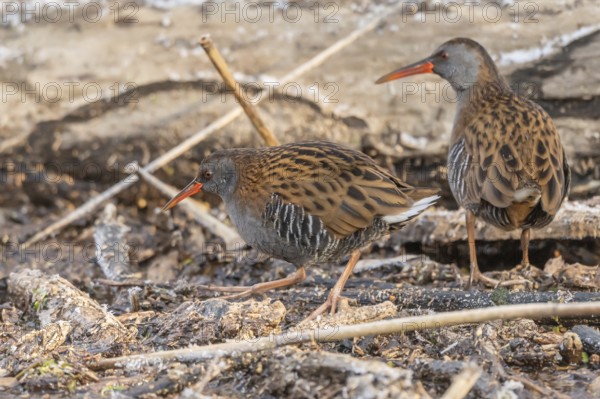 Two water Rail (Rallus aquaticus) walks along the branch at the water's edge in marsh. The sun clears the landscape and birds search for food. Bas Rhin, Alsace, France
